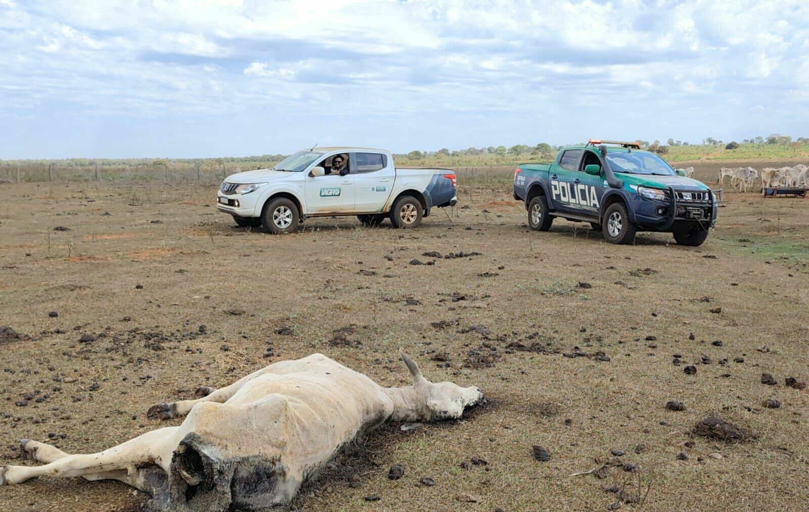 Imagem de compartilhamento para o artigo PMA multa proprietário em R$ 368,5 mil por maus-tratos a 737 bovinos em Paraíso das Águas da MS Todo dia